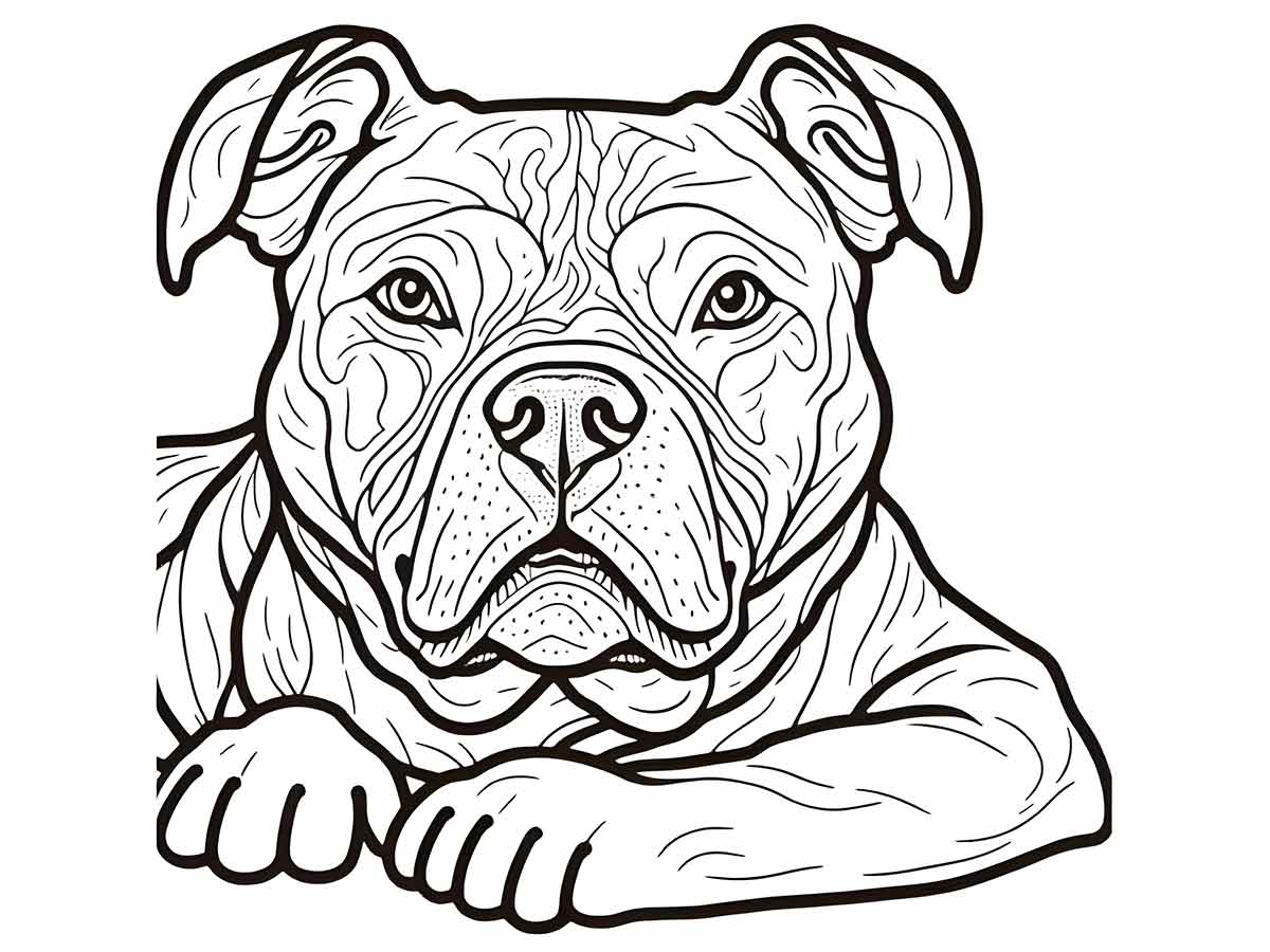 cachorro para colorir american pit bull deitado