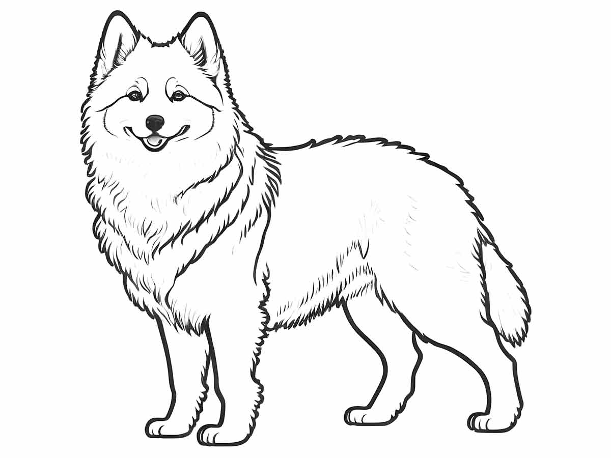 cachorro para colorir americano eskimo grande