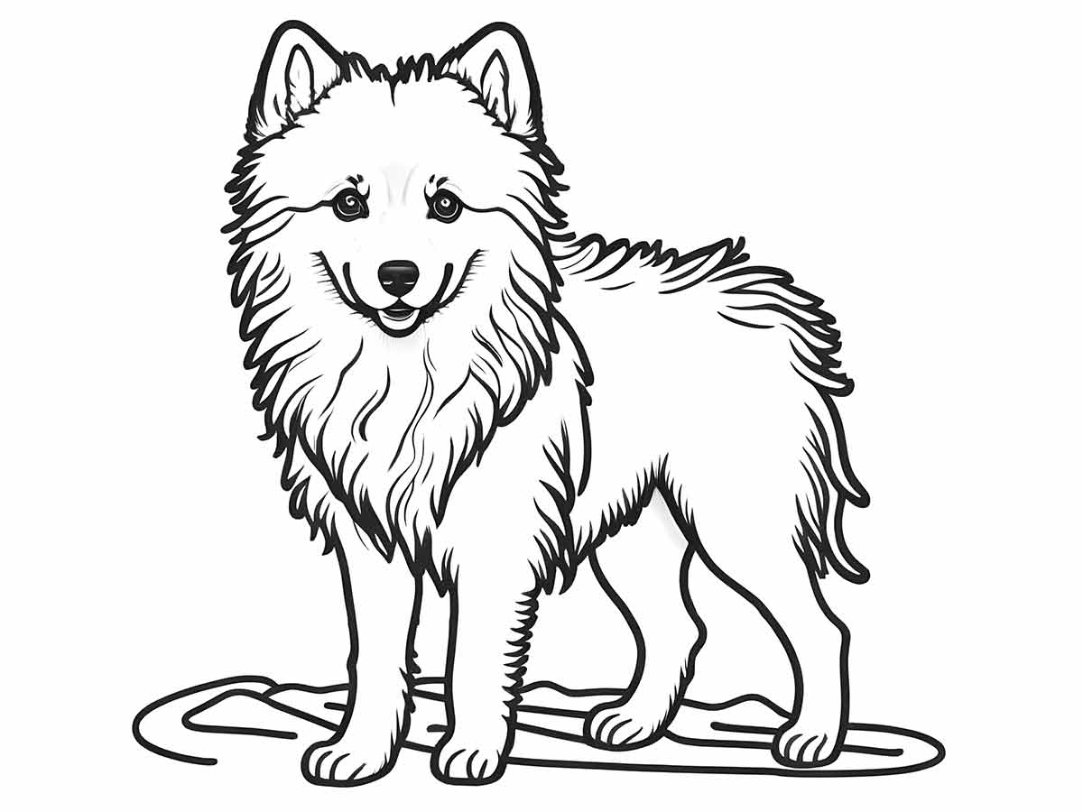 cachorro para colorir americano eskimo medio