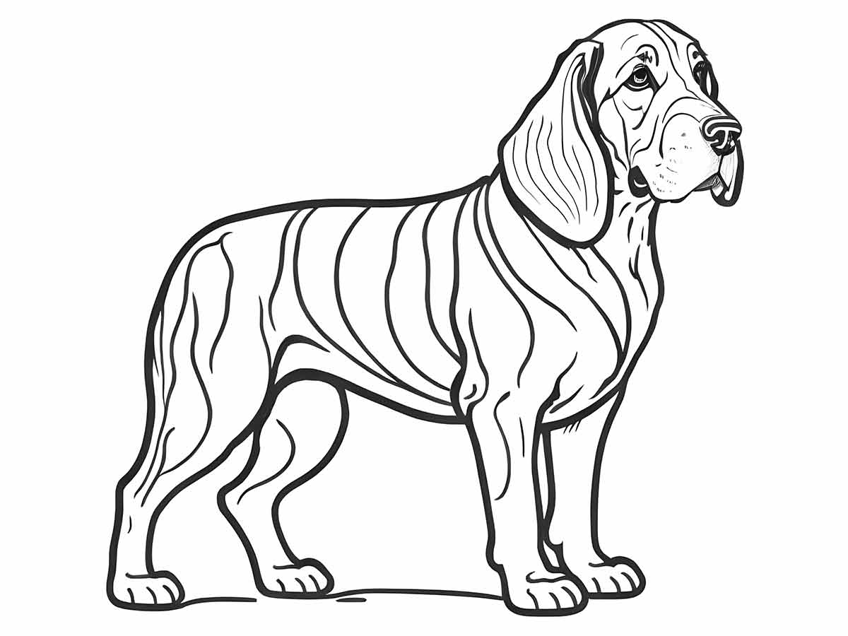 cachorro para colorir bloodhound de lado