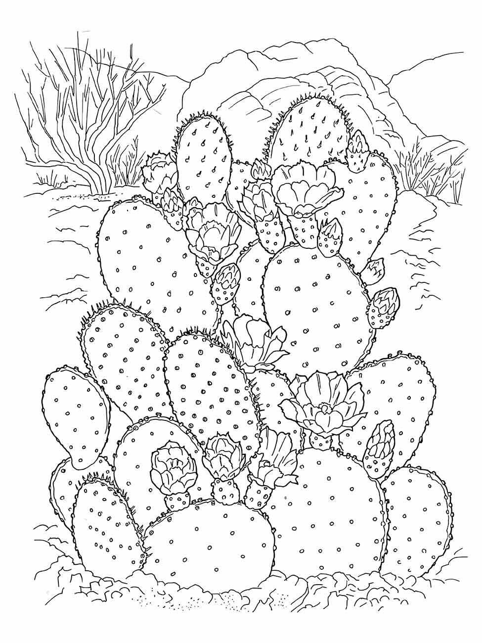 desenho cactos para colorir 33