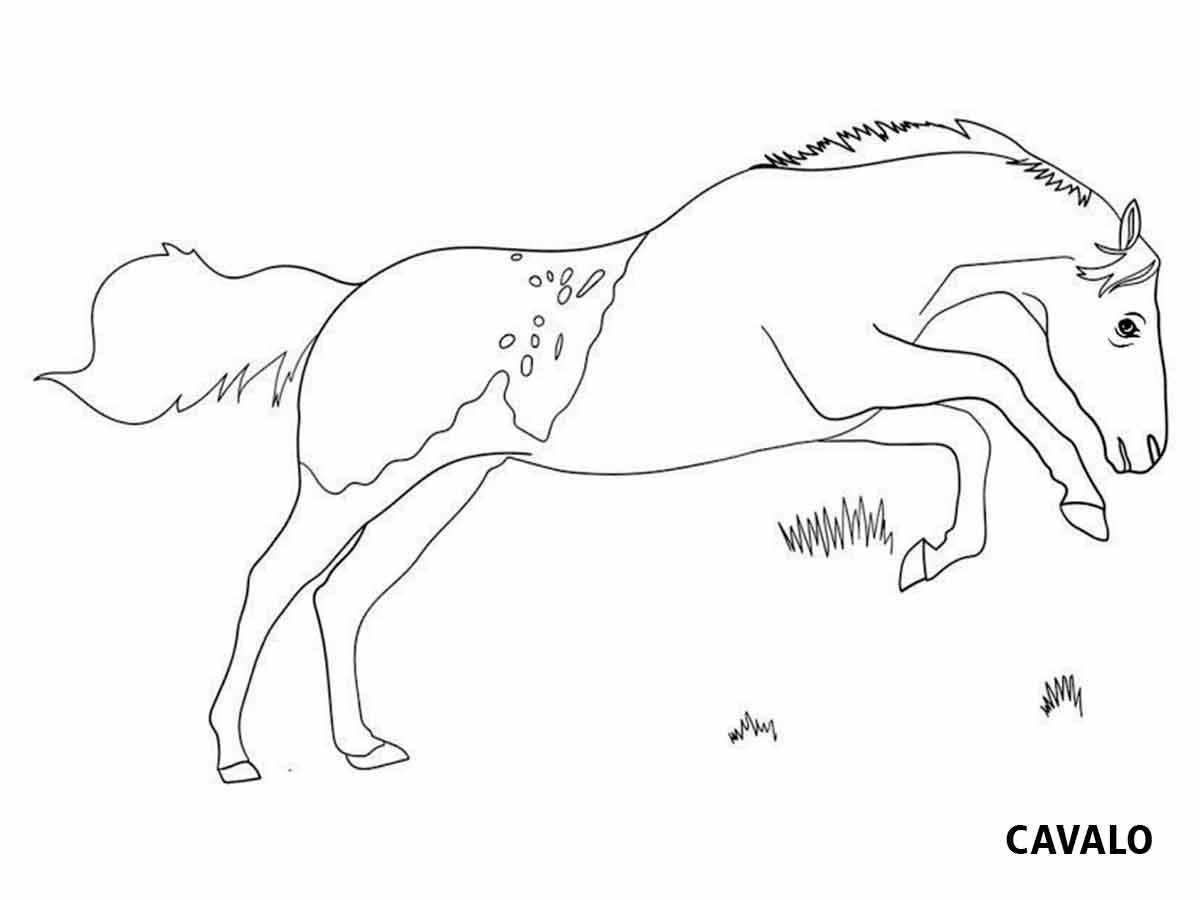 desenho cavalo para colorir 25