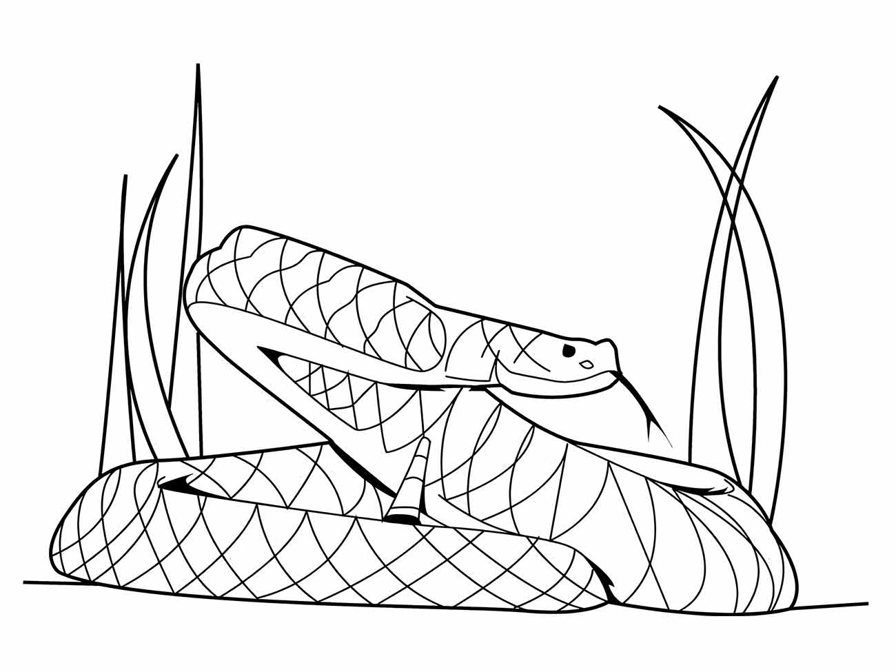 desenho cobra para colorir 27