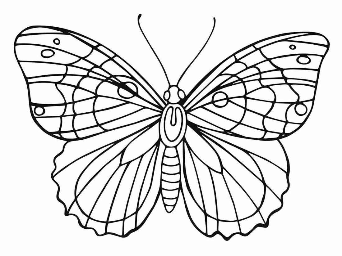 desenho de borboleta grande para imprimir 48