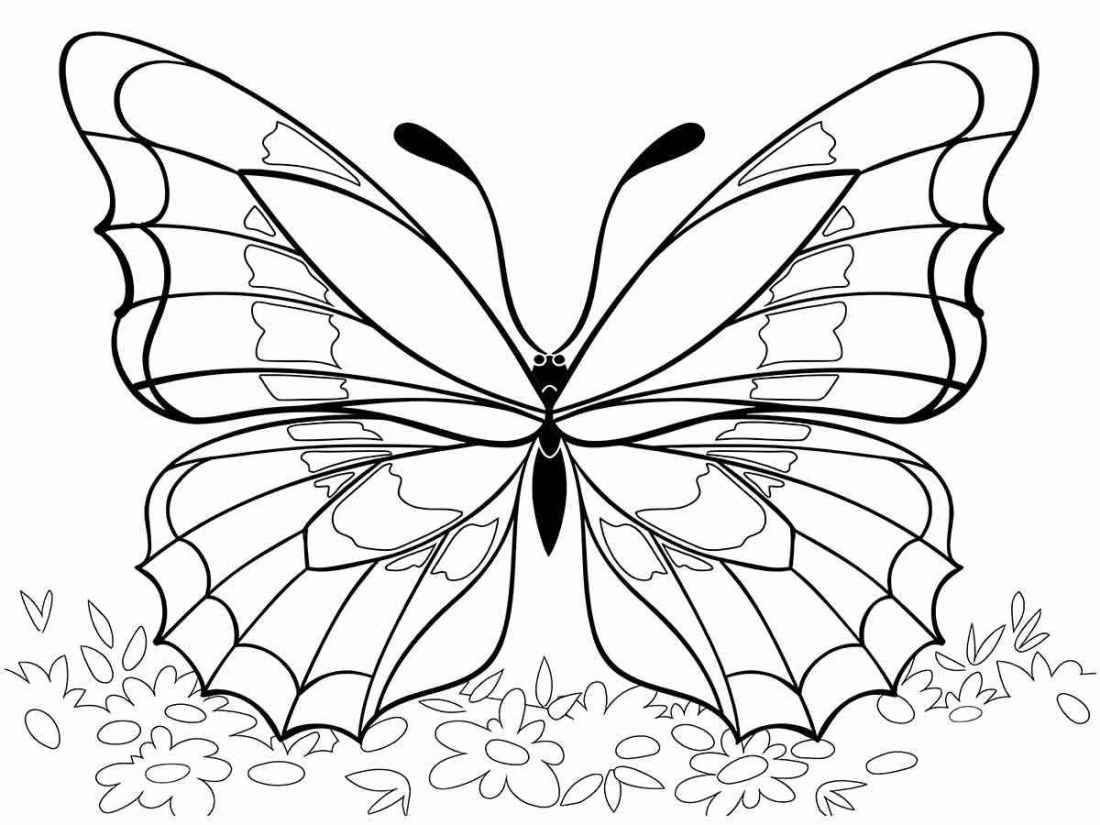 desenho de borboleta para colorir grande 44