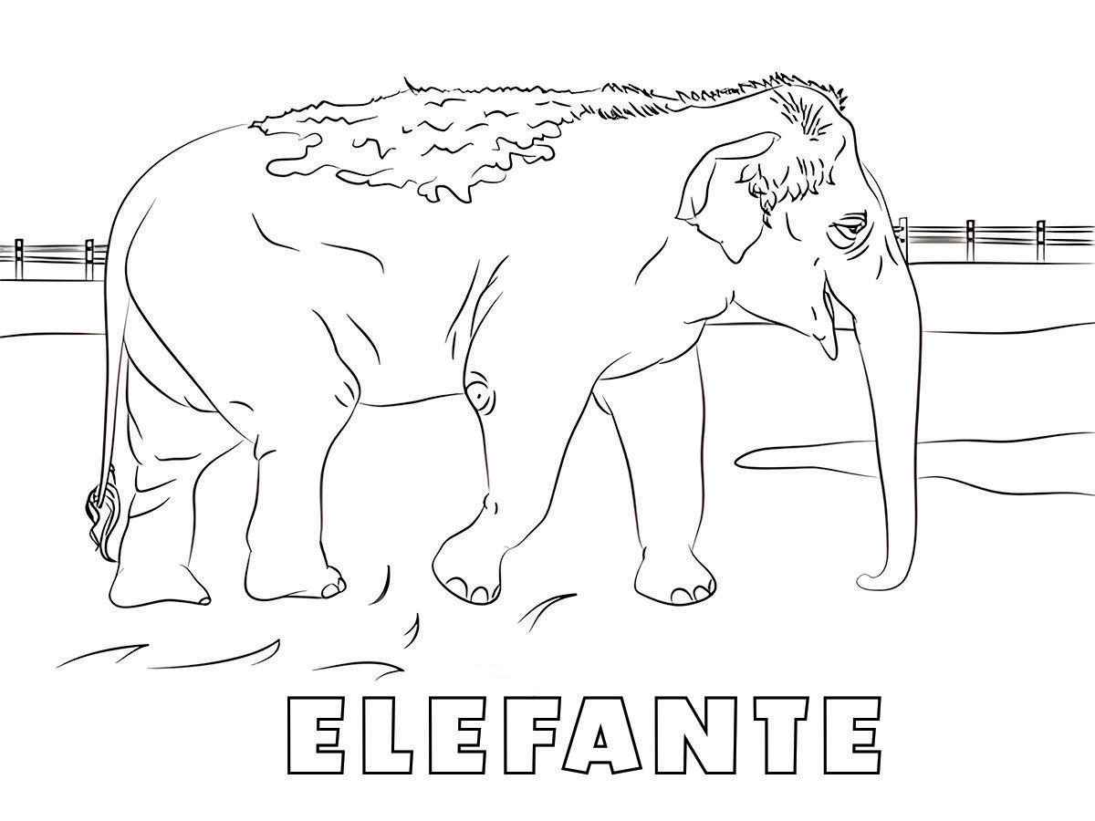 desenho de elefante para colorir 79