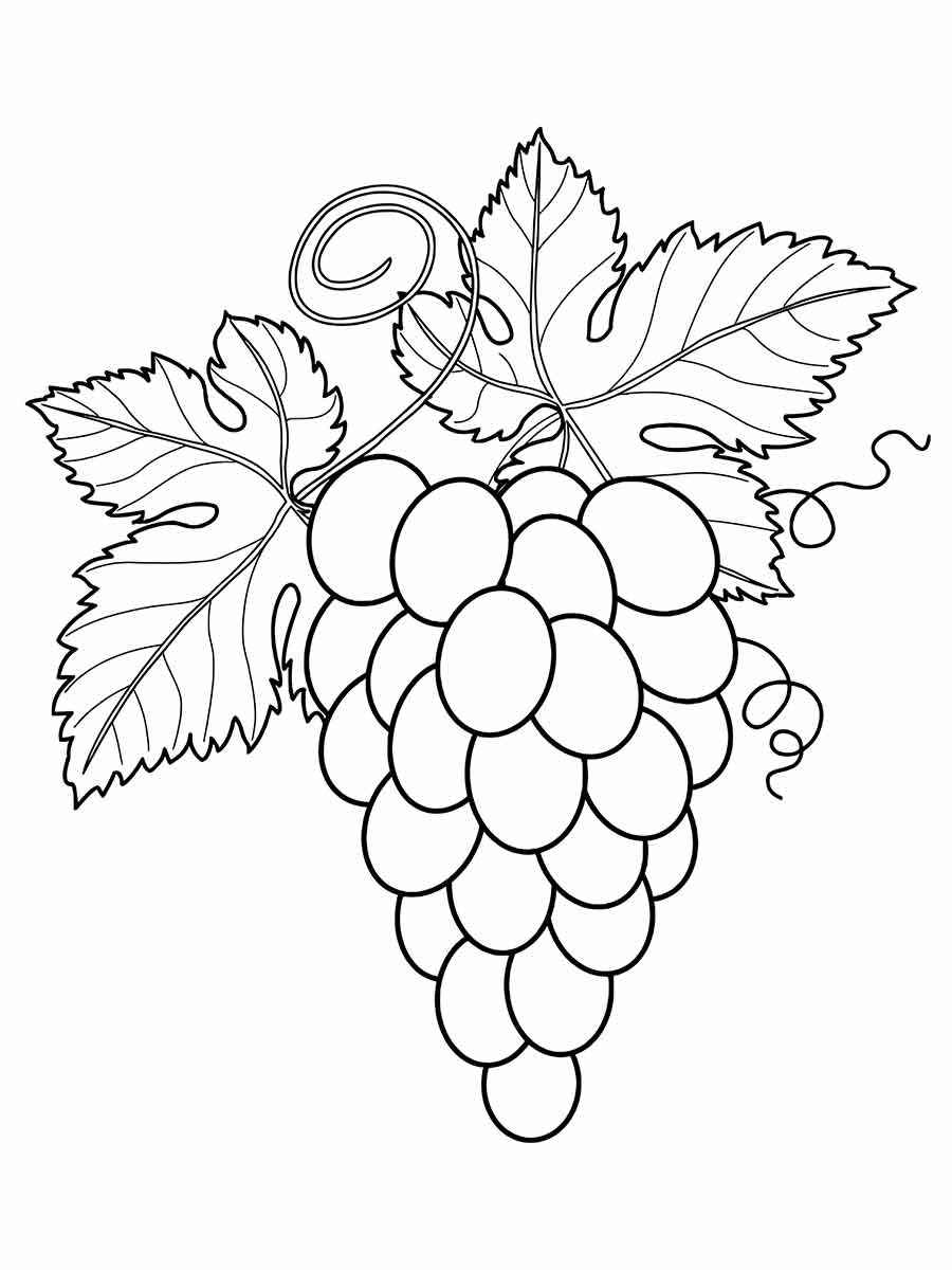 desenho de uvas para colorir 5