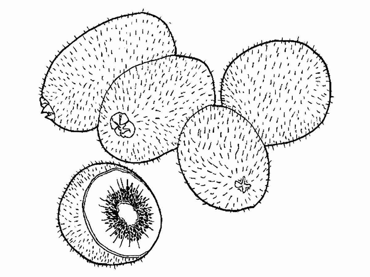 desenhos de kiwis para colorir