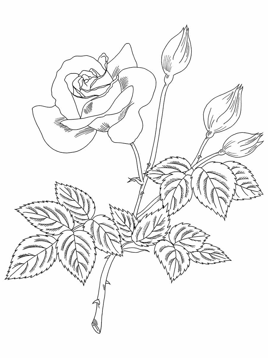 desenhos flores para colorir 42