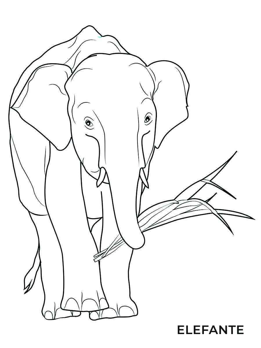 elefante para colorir 30