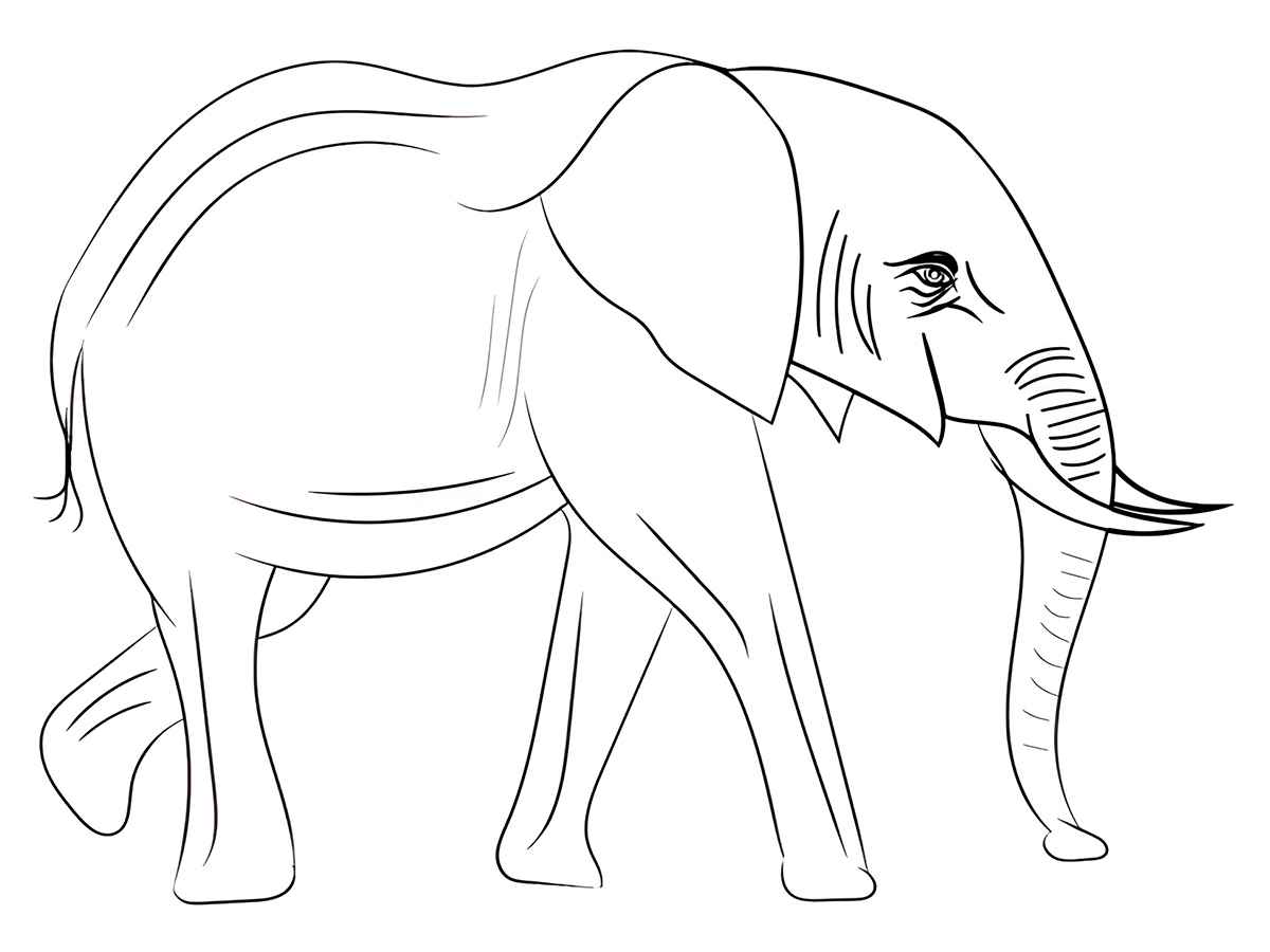 elefante para colorir 36