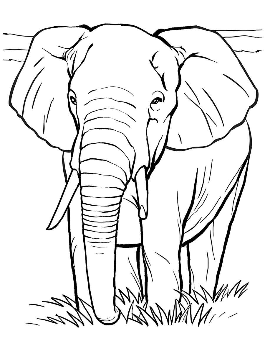 elefante para colorir 41