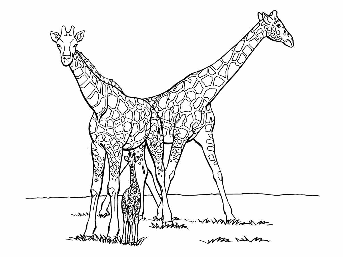 girafas para colorir 24