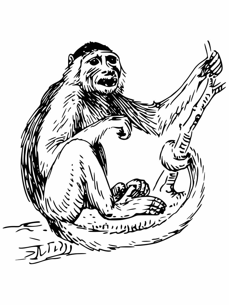 desenho de macaco para colorir 73