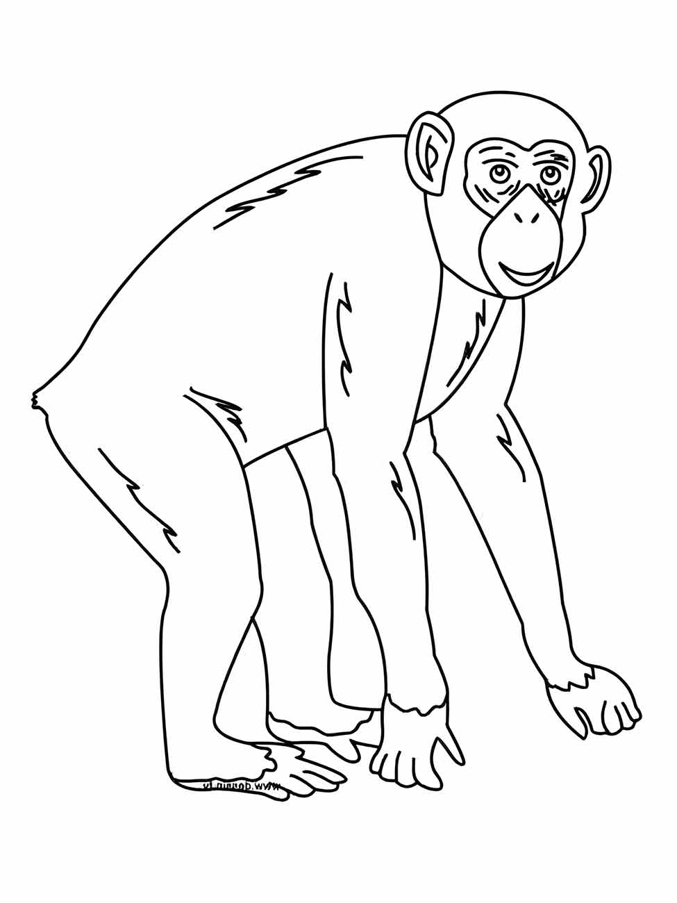 desenho de macaco para colorir 75