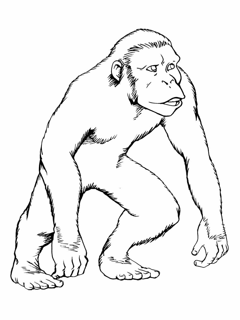 desenho de macaco para colorir 77