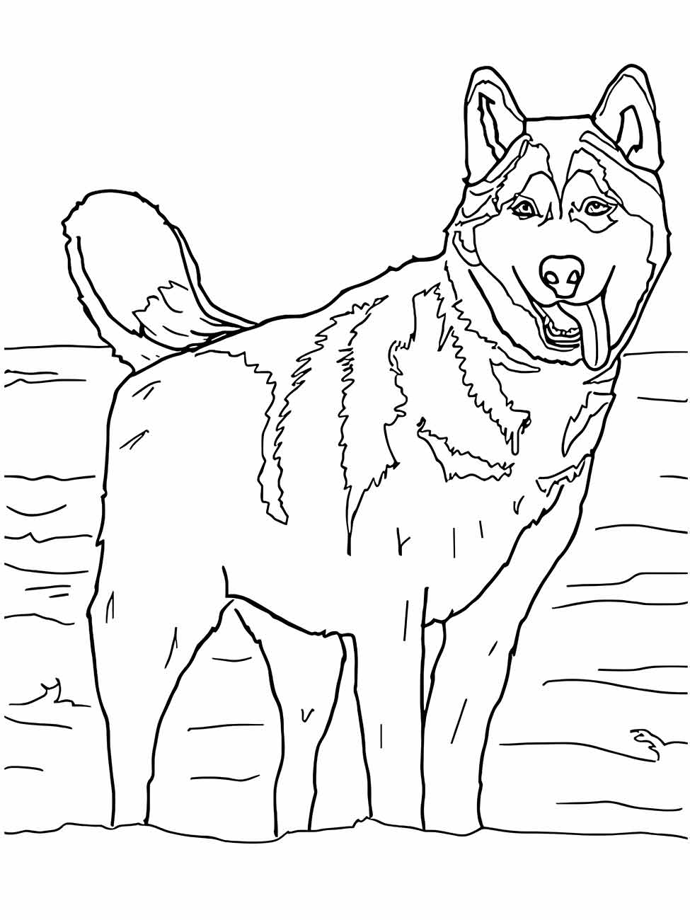 desenho lobo para colorir 23