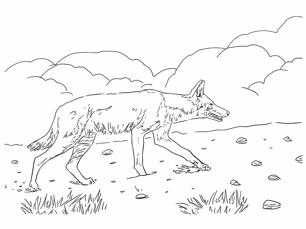 desenho lobo para colorir 30