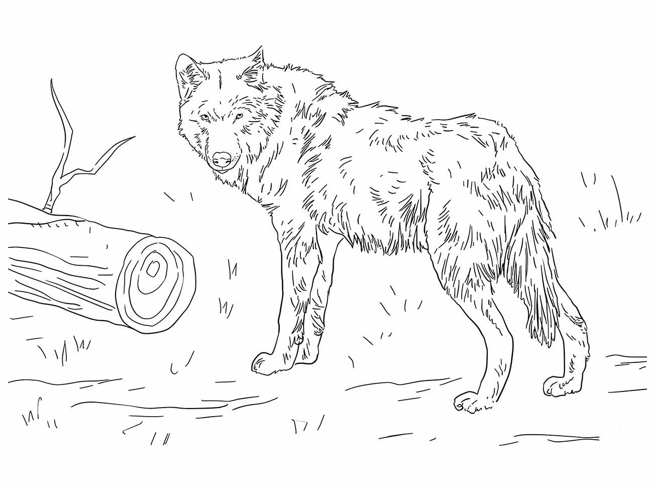 desenho lobo para colorir 31