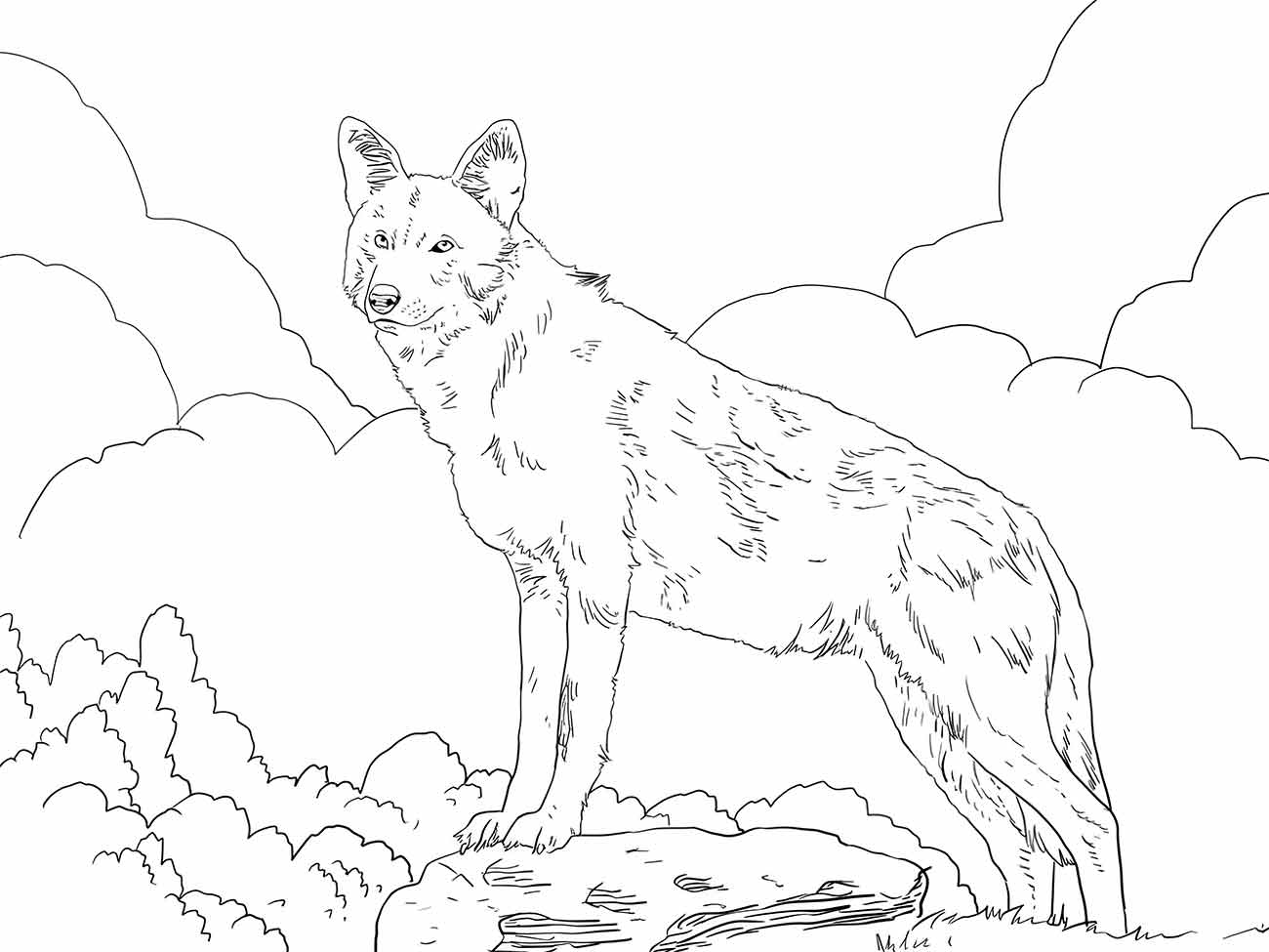 desenho lobo para colorir 35