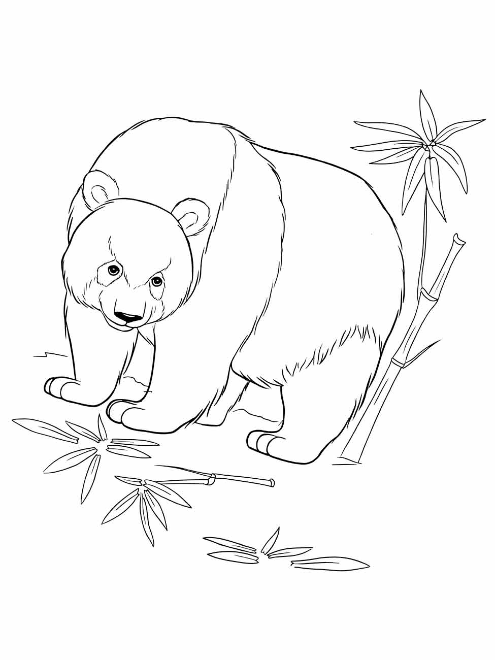 desenho panda para colorir 28