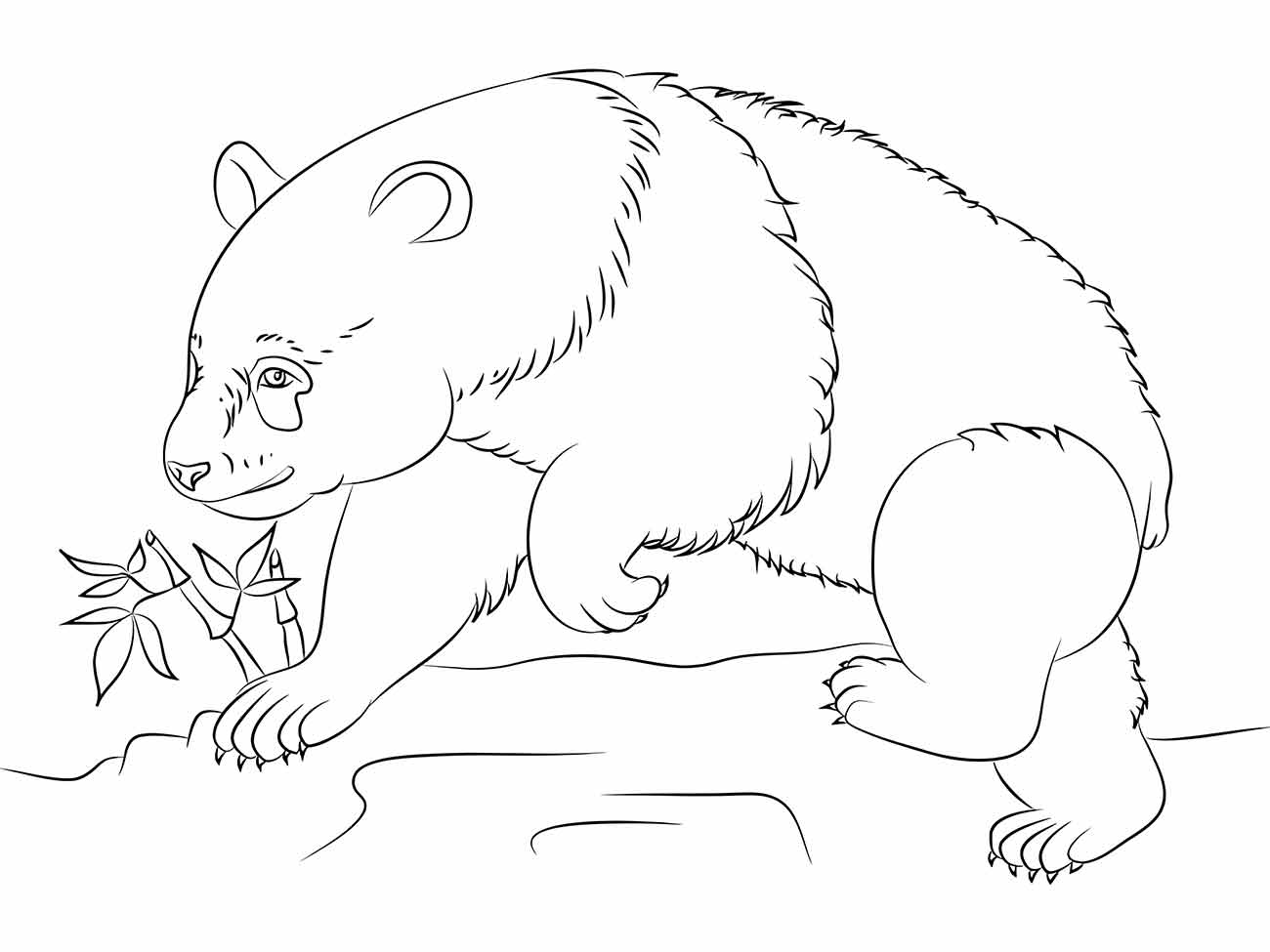 desenho panda para colorir 38