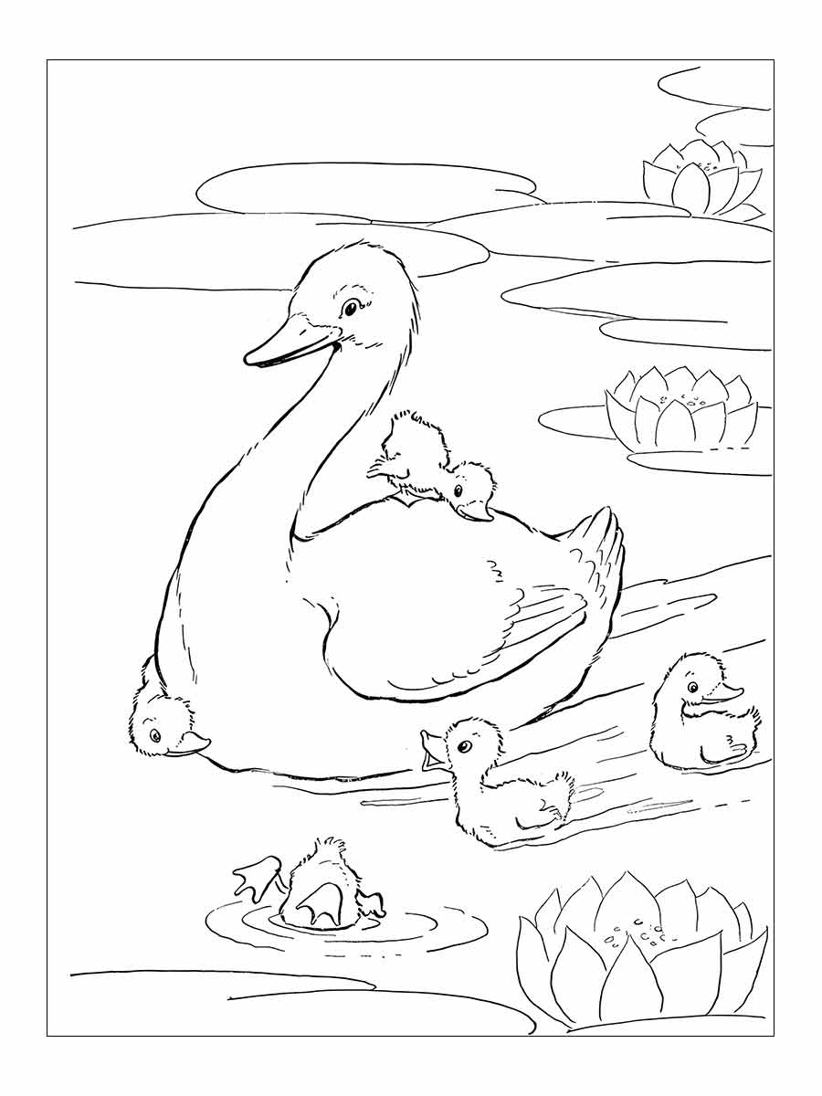 desenho pato para colorir 26