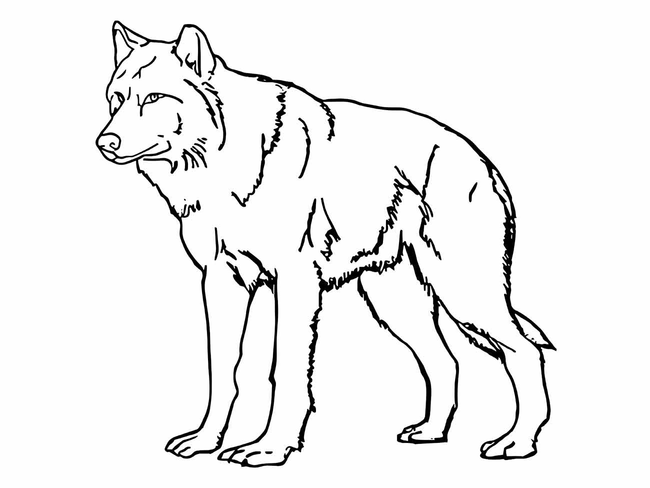 lobo para colorir 15