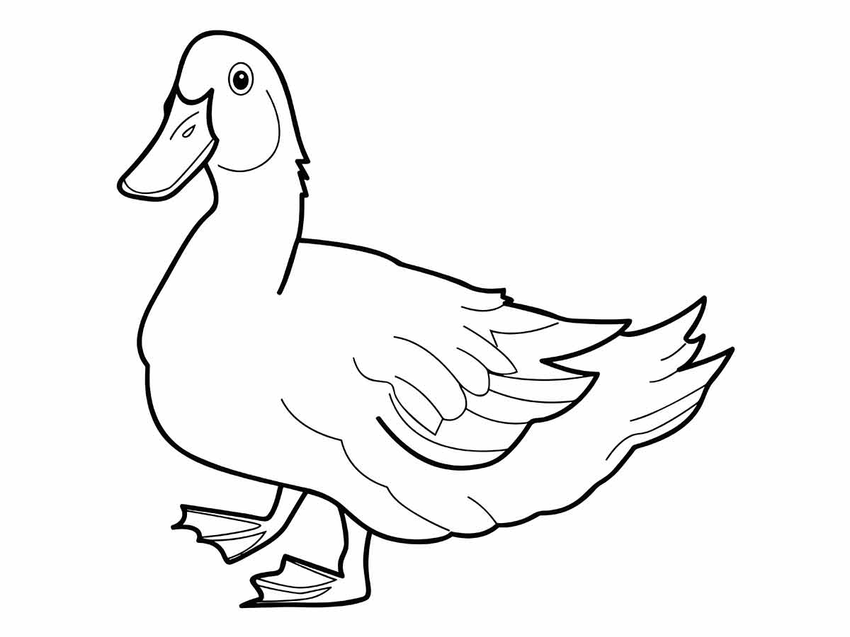 pato para colorir 16