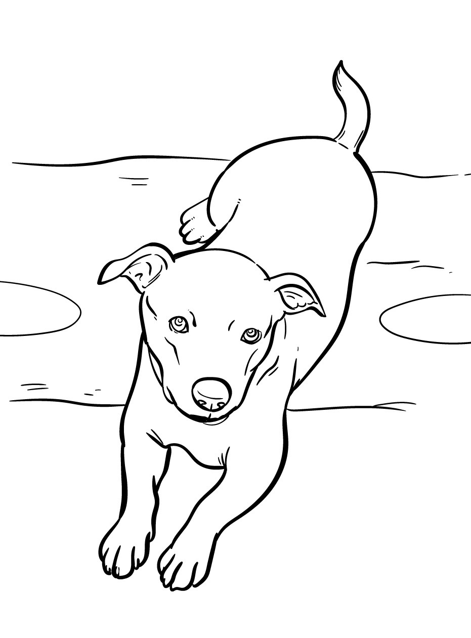 Cachorro para colorir (52)