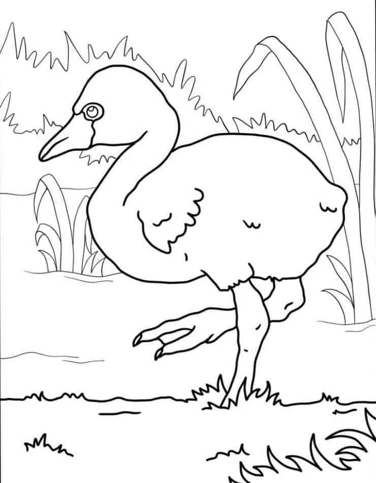 Flamingo para colorir (30)