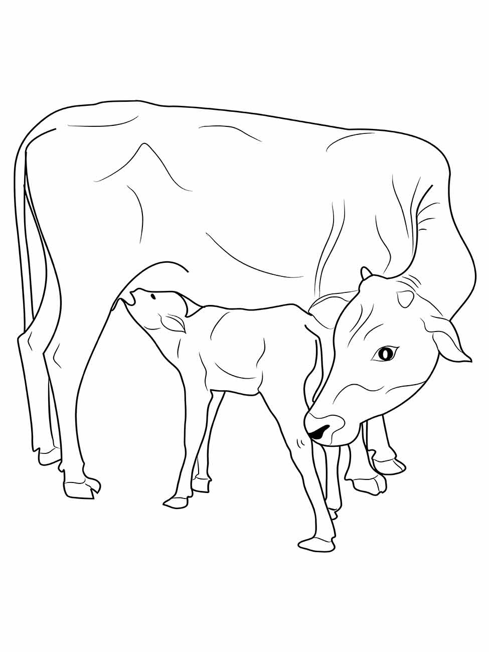 desenho vacas para colorir 48