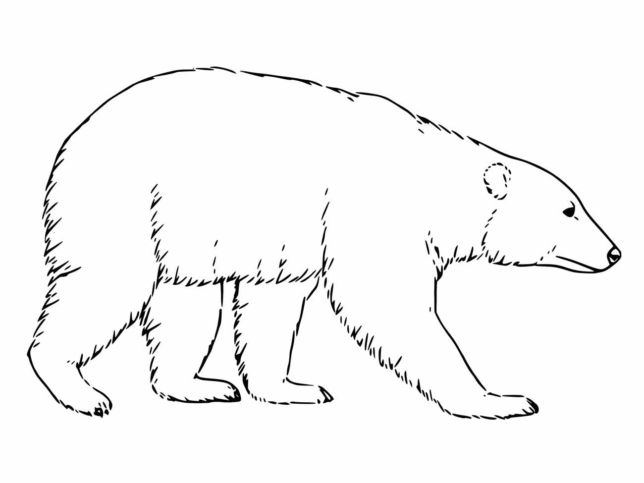 urso para colorir 10