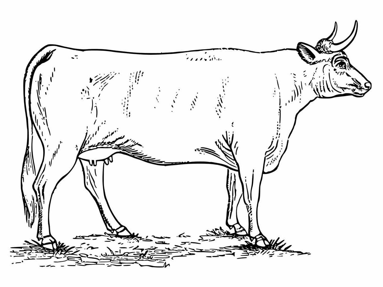 vacas para colorir 13