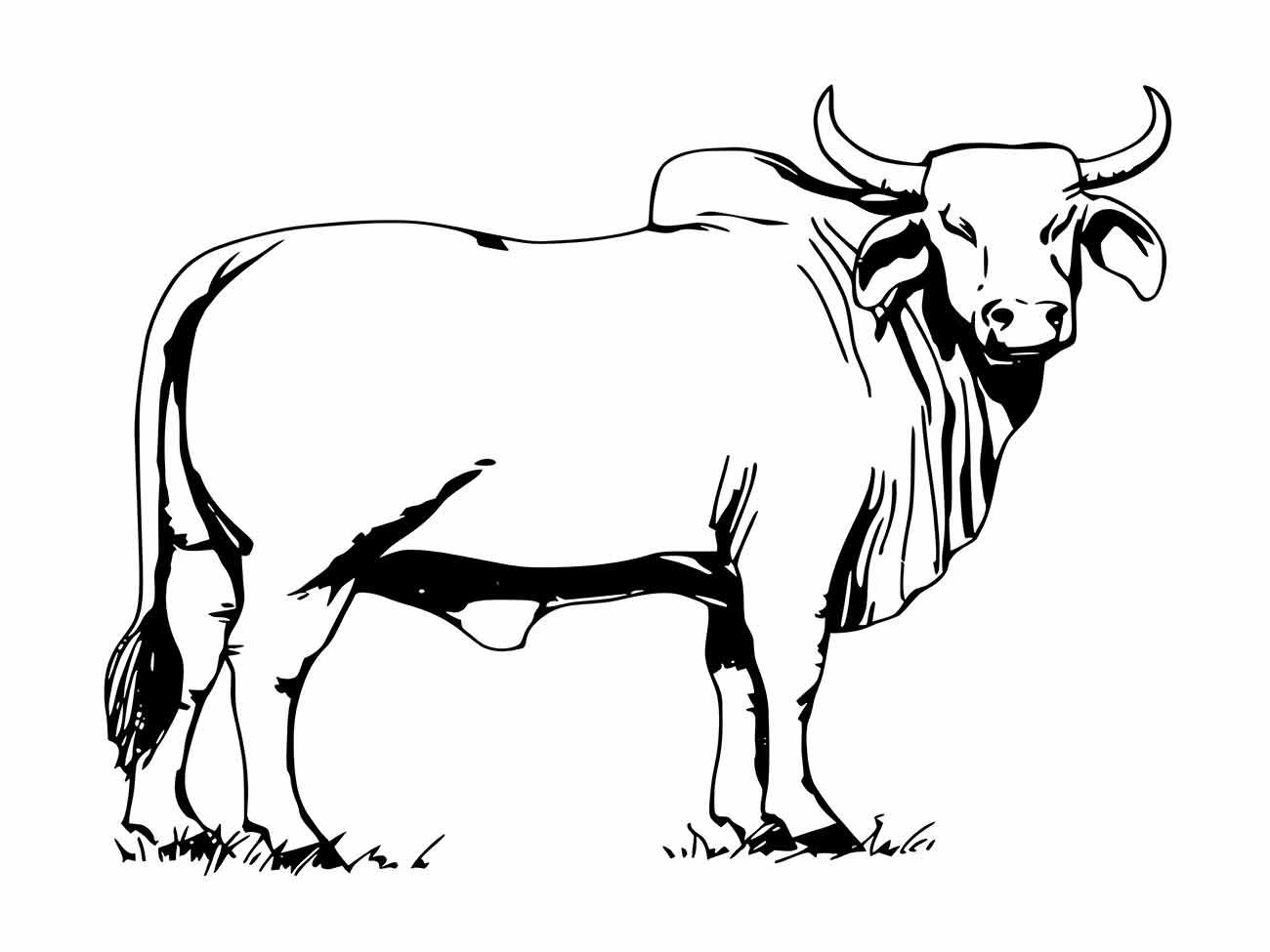 vacas para colorir 14